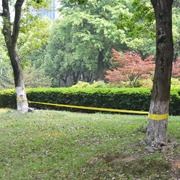 Slackline 150 kg Yellow