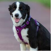 Lightweight 3M reflective Harness Purple