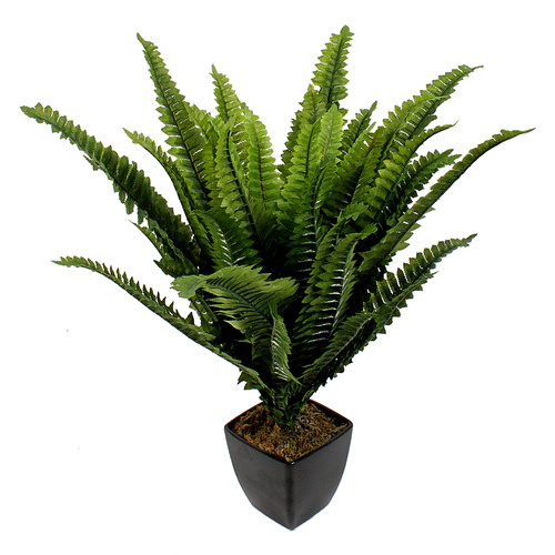 Boston Fern Plant 43cm 