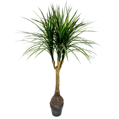 Ponytail Palm 130cm  