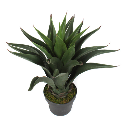 Agave Plant 60cm 