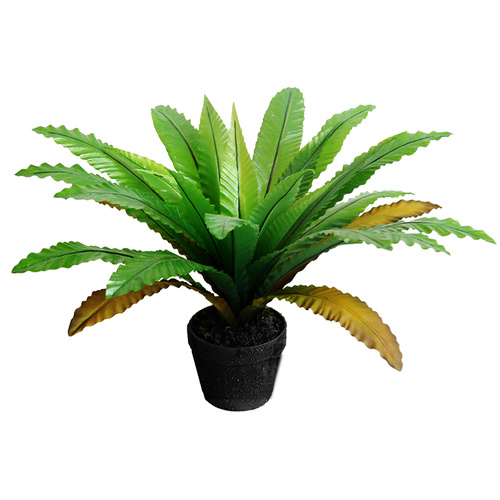 Bird's-Nest Fern Plant 55Cm