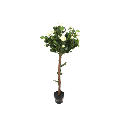  Rose Tree 120cm