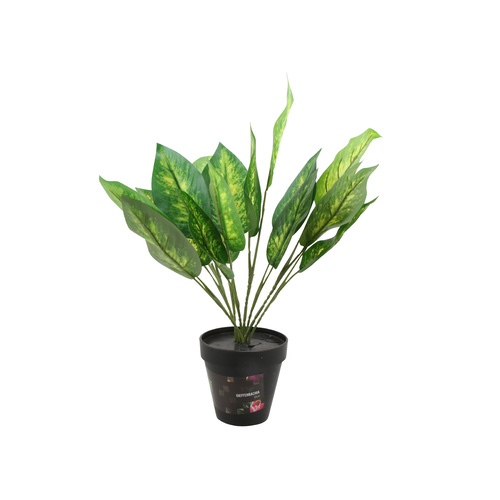 Dieffenbachia Plant 50cm