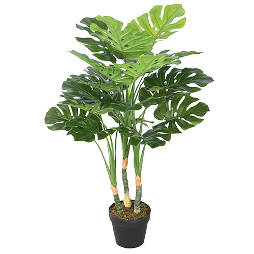 Monstera Plant 100Cm