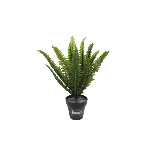  Boston Fern Plant 40cm 
