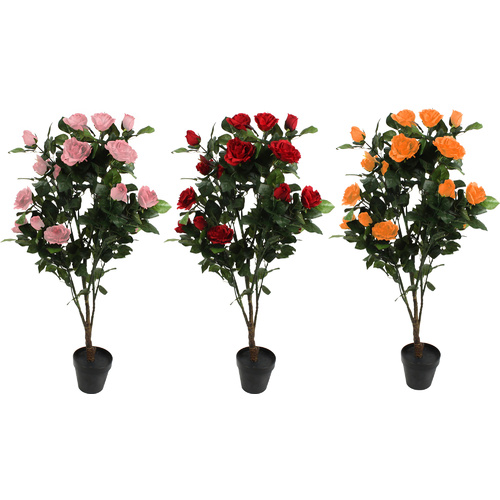 3 Potted Rose Plants 120Cm