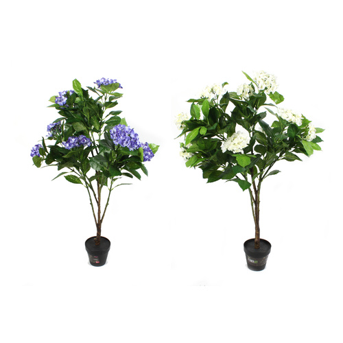 Hydrangea  Plant 100cm