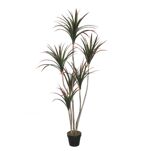  Dracanea Dragon Tree 160cm  