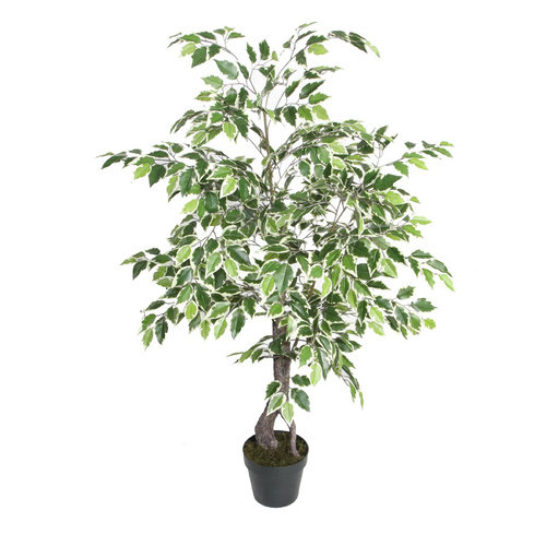  Ficus Tree 120cm 