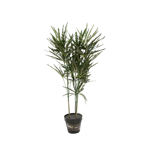  Dizygotheca Rlegantissima Plant 90cm 