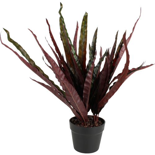 Calathea Insignis Peacock Plant 50Cm
