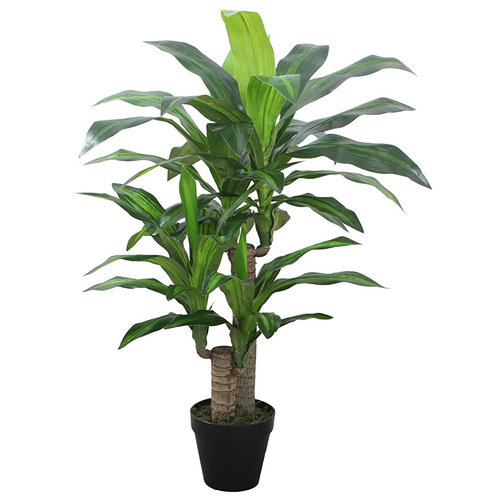 Dracaena Dragon Tree 90cm