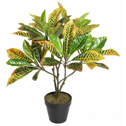 Croton Plant Rushfoil 65Cm