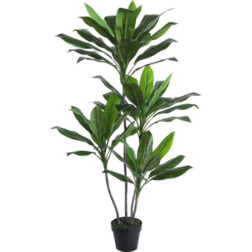 Dracaena Dragon Plant 135Cm