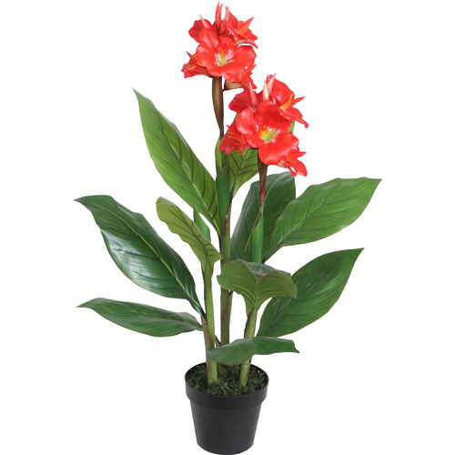 Canna Lily Plant 90Cm