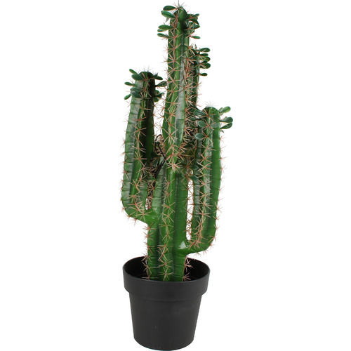 Cactus Plant 80Cm