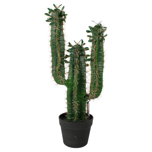 Cactus Plant 60Cm
