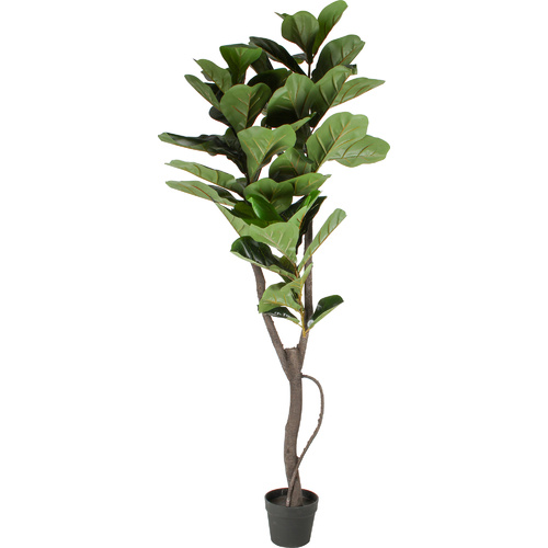 Fiddle Plant 150Cm
