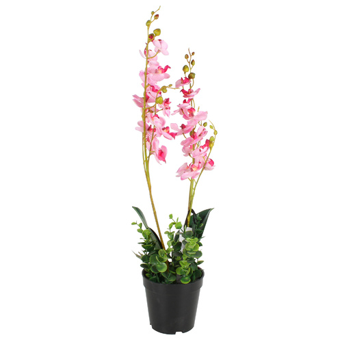 Orchid Plant 60Cm