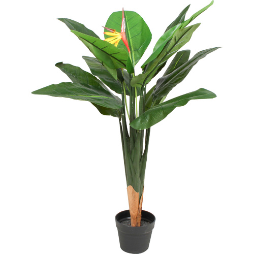 Bird Of Paradise Plant 85Cm