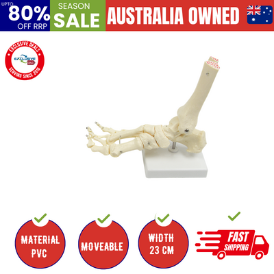 Life Size Foot Joint Anatomical Model Skeleton