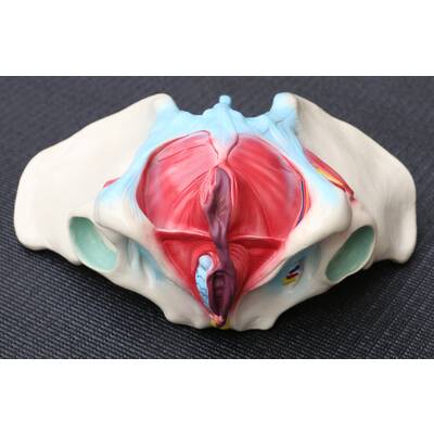 Female Pelvis Anatomical Model