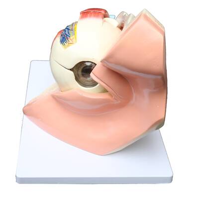 Anatomical Human Eye with Orbit Model