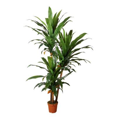 Artificial Dracaena 230cm