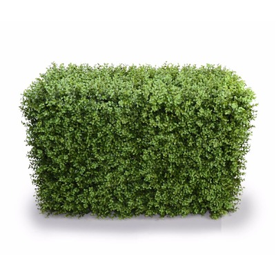 Portable Buxus Hedges Uv Stabilised 100Cm Long X 55Cm High