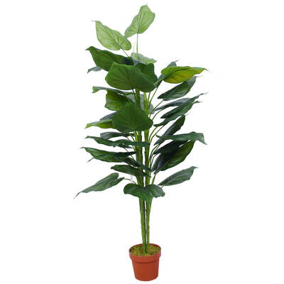 Taro Plant 150Cm