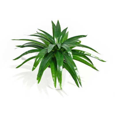 Aloe Vera Stem 30Cm