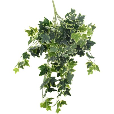 Mixed Green And White Tipped Ivy Bush 100Cm