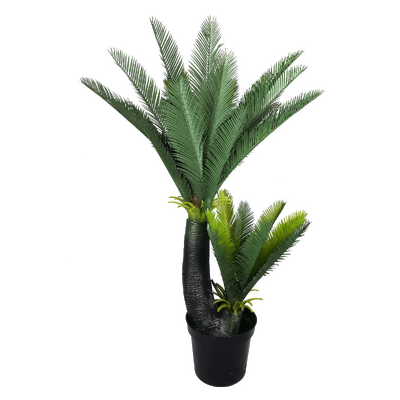 Multi Trunk Sago Cycad 130cm