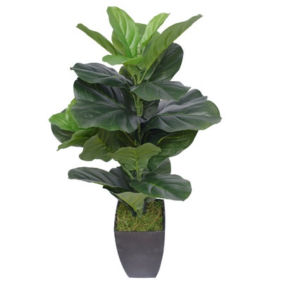 Dense Fiddle Leaf Fig Tree 70Cm