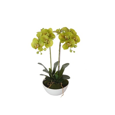 50Cm Dual Butterfly Orchid - Cream 