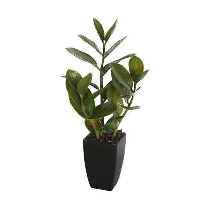 46Cm Potted Zanzibar