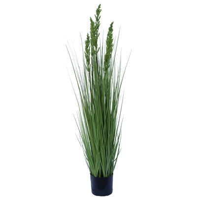 Flowering Native Grass 120 Cm