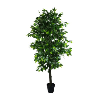 Mixed Green Bushy Ficus 180cm