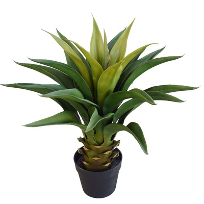 Agave 60Cm Plant