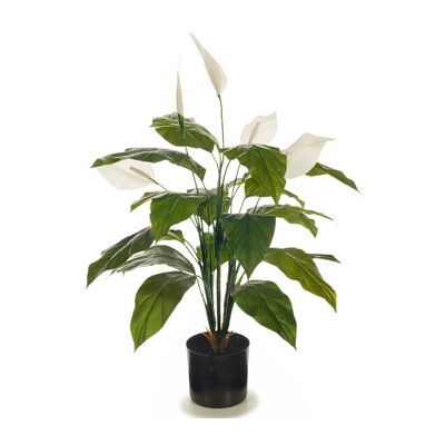 Flowering Spathiphyllum Lily 70cm (Peace Lily Plant)
