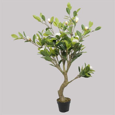 White Flowering Magnolia Tree With Pot 130Cm