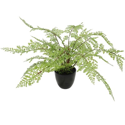 Small Potted Fern 35Cm